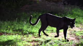 Melanistic black Leopard  Laikipia Kenya [upl. by Octavius]