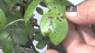 How To Prevent Black Spots on Plants [upl. by Aremahs553]