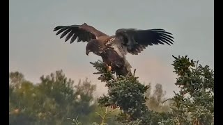 12 Sep 2024 Juv eagle perched top of tree exploreorg [upl. by Newkirk436]