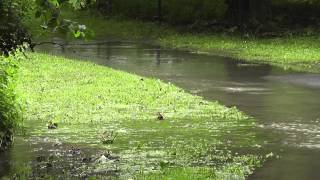 Hochwasser in Wolfenbüttel [upl. by Dabney]