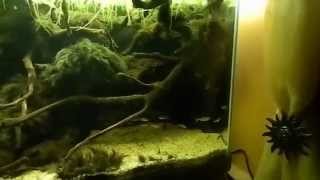 Allestimento acquario amazzonico con Hemigrammus bleheri e Corydoras julii [upl. by Stultz]