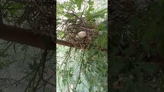 Doves make nests and lay eggs animalscambodia doveandegg sparrow commonmyna chickenandeggs [upl. by Clovis900]