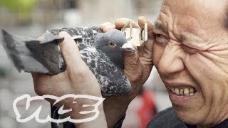 Chinas Millionaire Pigeon Racers Full Length [upl. by Tonry]