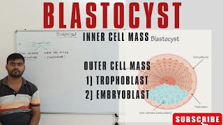 BLASTOCYSTTROPHOBLAST OUTER CELL MASS EMBRYOBLASTINNER CELL MASS TROPHOBLAST EMBRYOBLAST [upl. by Aihseuqal]