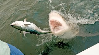 MOST INSANE SHARK CLIPS [upl. by Duomham108]