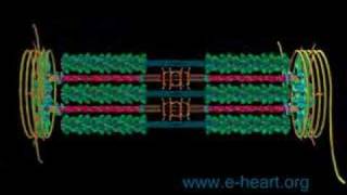 Sarcomere fly thru [upl. by Einnaj]