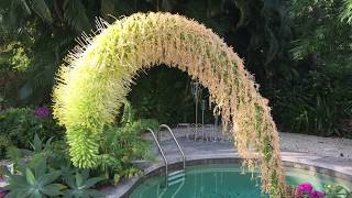 Agave Fox tail Century plant in full bloom [upl. by Werra]