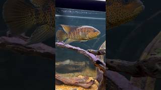 The Yellow Jacket Cichlid 🐝 [upl. by Ahsrat388]