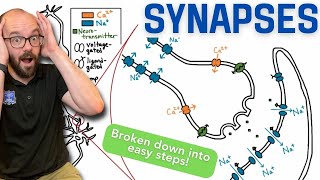 Synapses  Broken down into simple steps [upl. by Winthorpe]