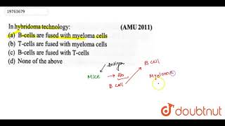 In hybridoma technology [upl. by Weinhardt]