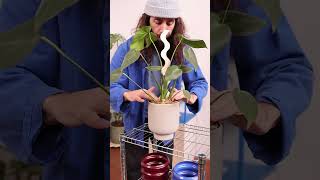 How to prevent overwatering your plants plants houseplants houseplantcare monstera [upl. by Stavros]