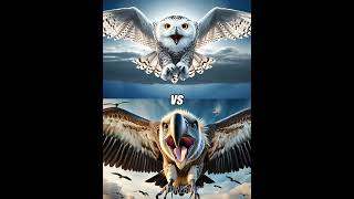 Snow owl vs eagle vs Duckmacaw parrot white falcon [upl. by Esnahc]