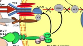 PD1 PDL1 role in immune system inhibition [upl. by Grayce]