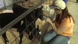 2014 Florida State Fair Animals [upl. by Marolda]