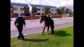 Finglas  Urban Cowboys [upl. by Ultima398]