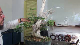 COMO FAZER A PODA  BONSAI DE PITHECOLOBIUM [upl. by Giamo]