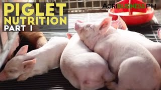 Piglet Nutrition Part 1  Importance of Piglet Nutrition  Agribusiness Philippines [upl. by Janeta]