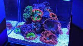 Pico Reef 3 gallon with 13 Rock Flower Anemones [upl. by Akira]