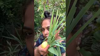 Sunday சும்மா ஒரு garden visit🍀Organic homegarden vlognaturehealthylifestyleshorts [upl. by Alfy738]