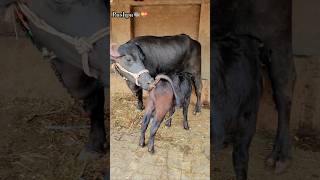 Murrah calf🤙🐃  murrahcalf villagelife 5starmurrah dailyvlog shortsf kumawatpushkar007 [upl. by Ravahs637]