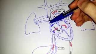 Fetal Circulation  Embryology [upl. by Petua]