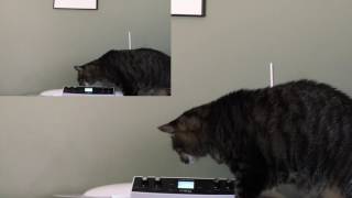 Cat amp Theremin [upl. by Gunzburg919]