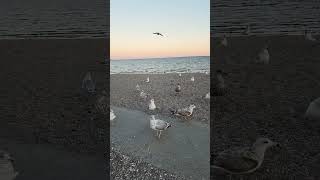 Nice Sunset At Southport CT with the gulls October 2024 travel [upl. by Awjan]