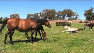 Le petit frere de black caviar encore foal en 2012 un an plus tard il vaut 5 millions de dollars [upl. by Andri]