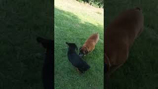 Rottweiler VS Boxer 🥰 1 [upl. by Yerbua]