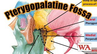 Pterygopalatine Fossa  Simplified World of Anatomy [upl. by Ahsienat]