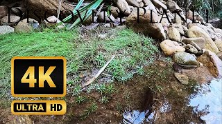 【4K】Sitawaka Ganga in Sinharaja Forest Reserve Sri Lanka [upl. by Caldwell4]