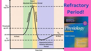 BRS Physiology  Refractory periods of Action Potential  FCPS Part1 [upl. by Margeaux967]