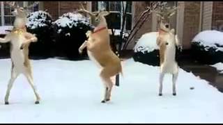 Reindeer Dancing to quotJingle Bellsquot [upl. by Harmonia422]