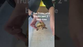 Trunky the Horsefield Tortoise one Friday with Trunky part 2  Bath time [upl. by Nosnarb]