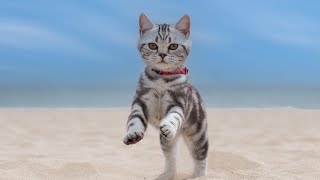 EXTREME RELAXATION Music for Cats  12 HOUR Antianxiety music for cats [upl. by Anileh]