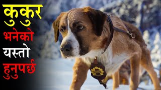 Stolen Dog Becomes the Leader of Wolf Pack  Movie Explained in Nepali  Sagar Storyteller [upl. by Maitilde]