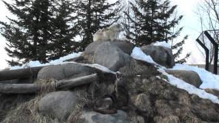 Wolf Howl in Asahiyama Hokkaido Japan [upl. by Llenehs621]