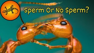 Are Some Insects Mastering Gender Selection [upl. by Maxi]