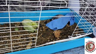 Most Heart Breaking Guinea Pig Dump Ever [upl. by Orna789]