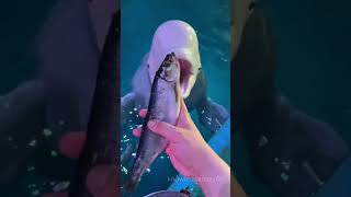 why beluga whale eats ice  facts factinhindi shorts knowledgedaily00 knoledgedaily [upl. by Hgiel]