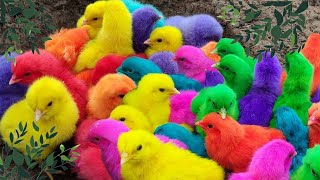 Tangkap ayam warna warni ayam lucu ayam rainbow bebek angsa kurakura hamster marmut [upl. by Laoj284]