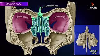 Ethmoid bone anatomy 👃 [upl. by Aneis862]