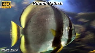 Round Batfish at the KKB Aquarium in Chanthaburi Thailand [upl. by Anny]