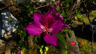 Bauhinia  Famille des Caesalpiniaceae [upl. by Yliab]