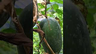 Ash gourd Kumbalanga shortvideo shorts kerala nature naturemusic viralvideo vlog supportme [upl. by Melicent871]