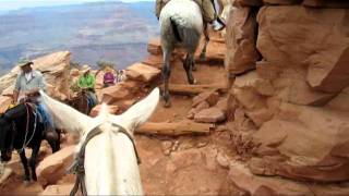 Grand Canyon Mule Ride [upl. by Atteyram]