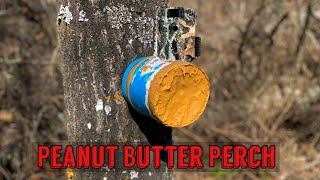 Leaving a JAR OF PEANUT BUTTER on a tree in the Woods Heres what happens Trail Camera [upl. by Alastair]