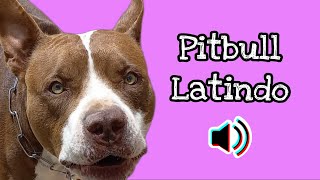 PITBULL Efeito sonoro de PITBULL LATINDO pitbull [upl. by Llertnahs]