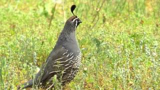 The California Quail [upl. by Yumuk274]