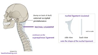 Anatomy of the Ligamentum Nuchae Description origin insertion and Function [upl. by Dolloff]